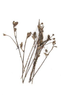 Bronze sculpture flowers chloe valorso 