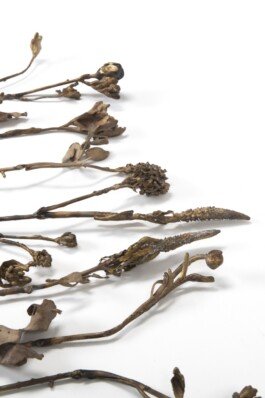 Bronze sculpture flower chloe valorso 