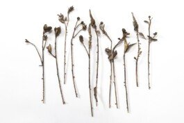 Bronze sculpture flower chloe valorso 