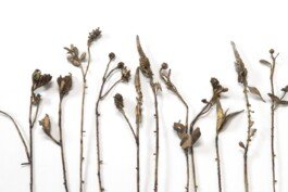 Bronze sculpture flower chloe valorso 
