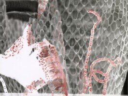 Photogram painted by Chloe Valorso 