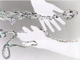 Photogram painted by Chloe Valorso 