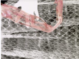 Photogram painted by Chloe Valorso 